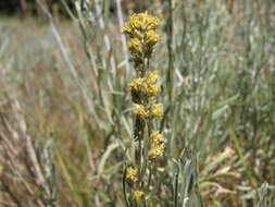 Image of silver sagebrush