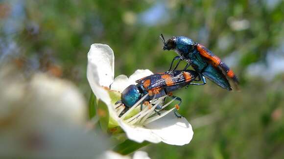 Image of Castiarina