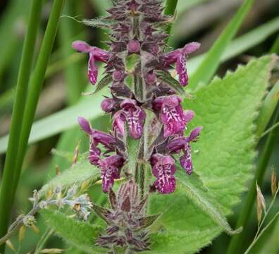 Слика од Stachys sylvatica L.