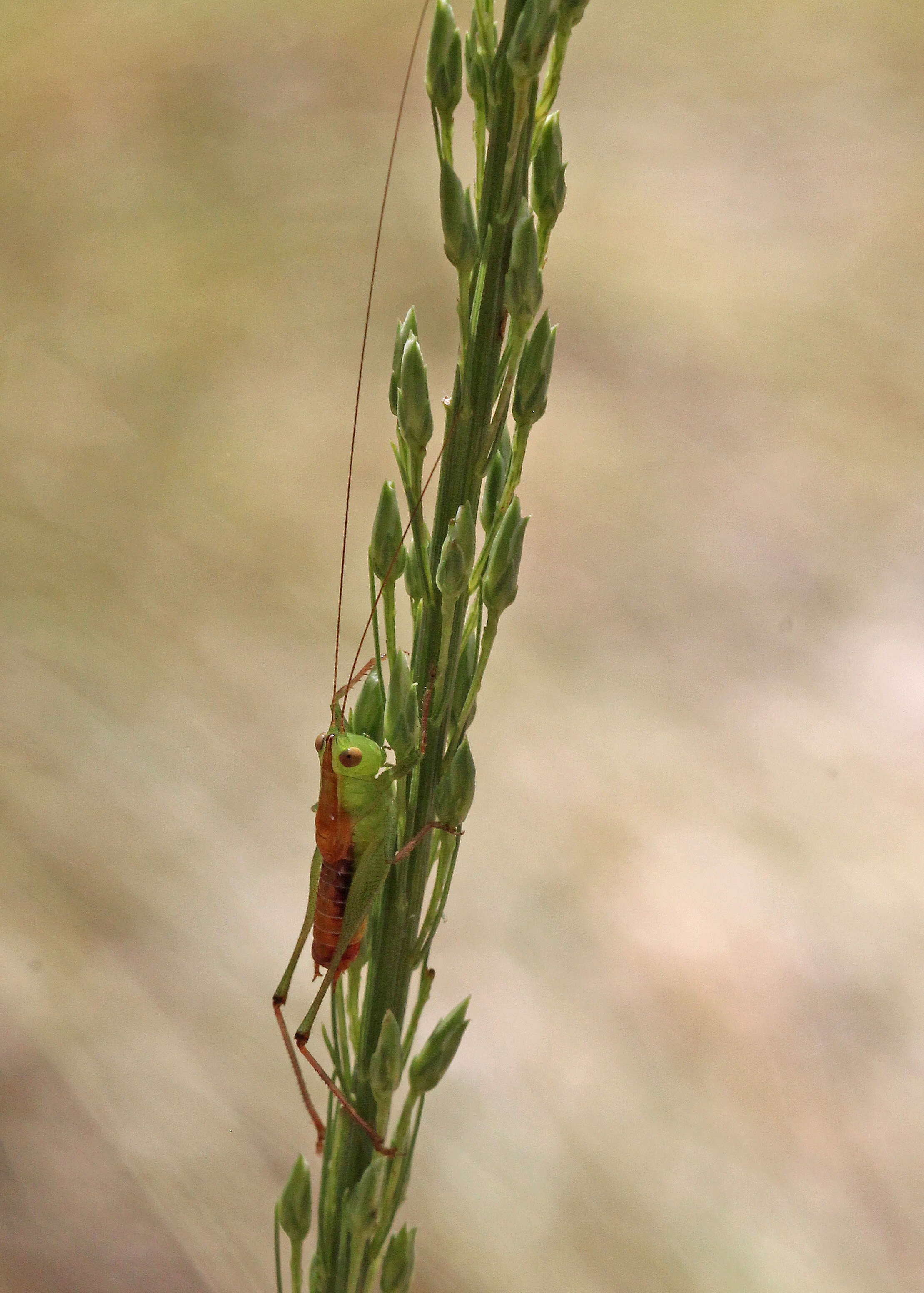 Conocephalus (Conocephalus) brevipennis (Scudder & S. H. 1862)的圖片