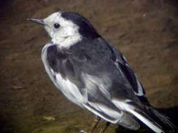 Image of Motacilla alba leucopsis Gould 1838