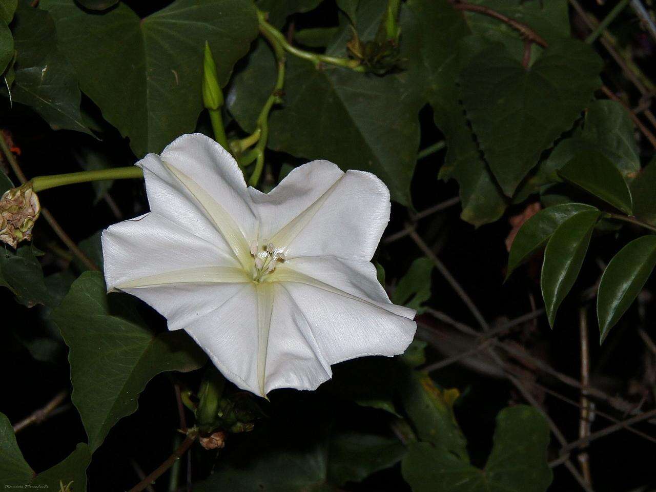 Image of Moonflower or moon vine