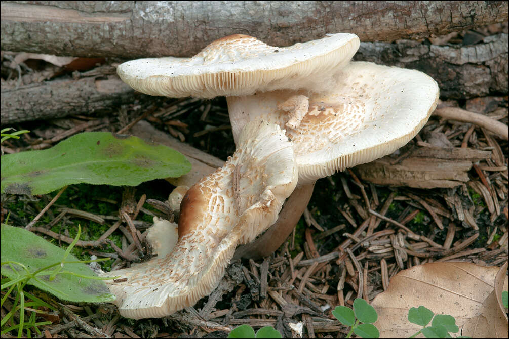 Слика од Lepiota cristata (Bolton) P. Kumm. 1871