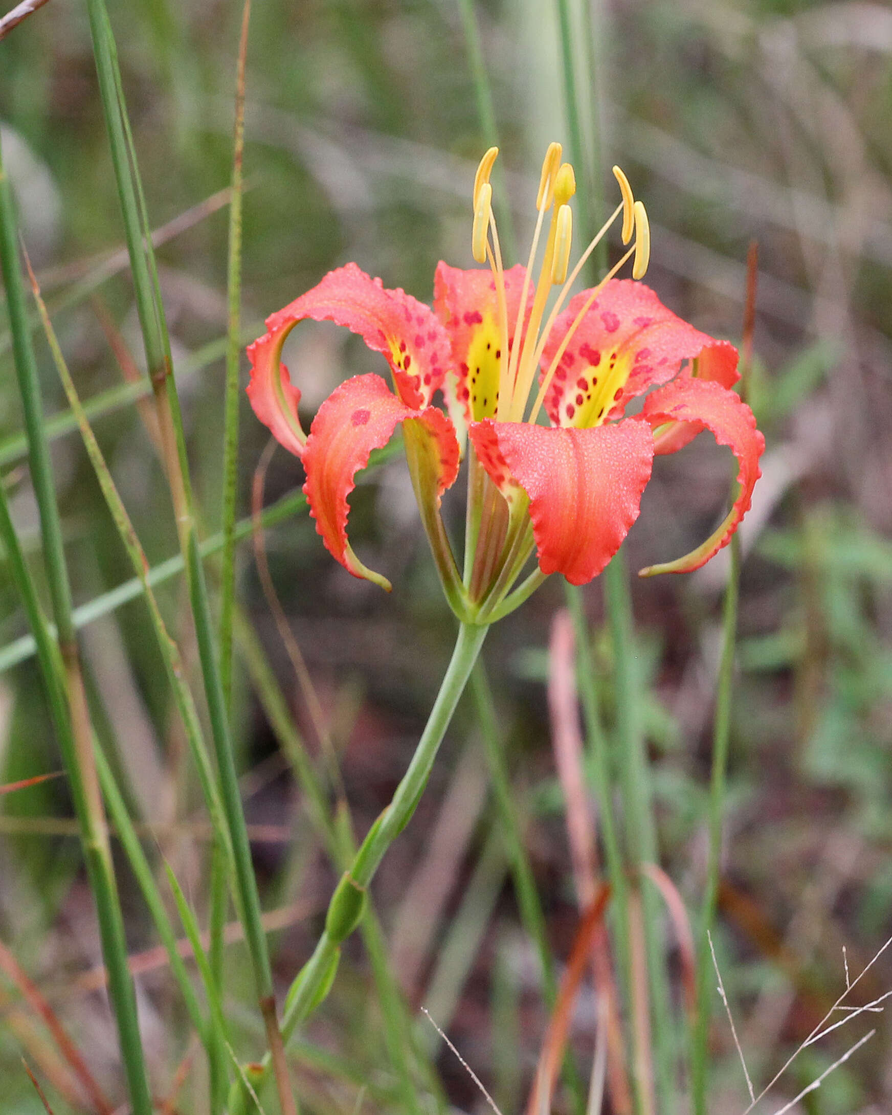 Image of pine lily