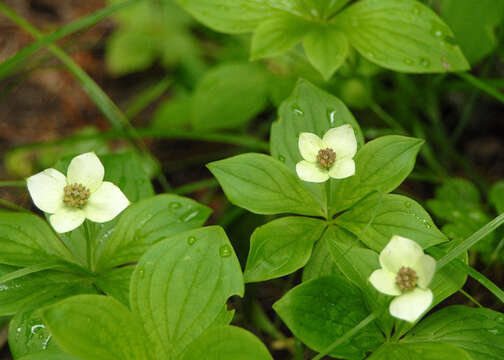 Plancia ëd Cornus canadensis L.