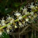 Coccoloba arborescens (Vell.) Howard resmi