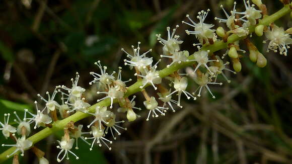 Coccoloba arborescens (Vell.) Howard resmi