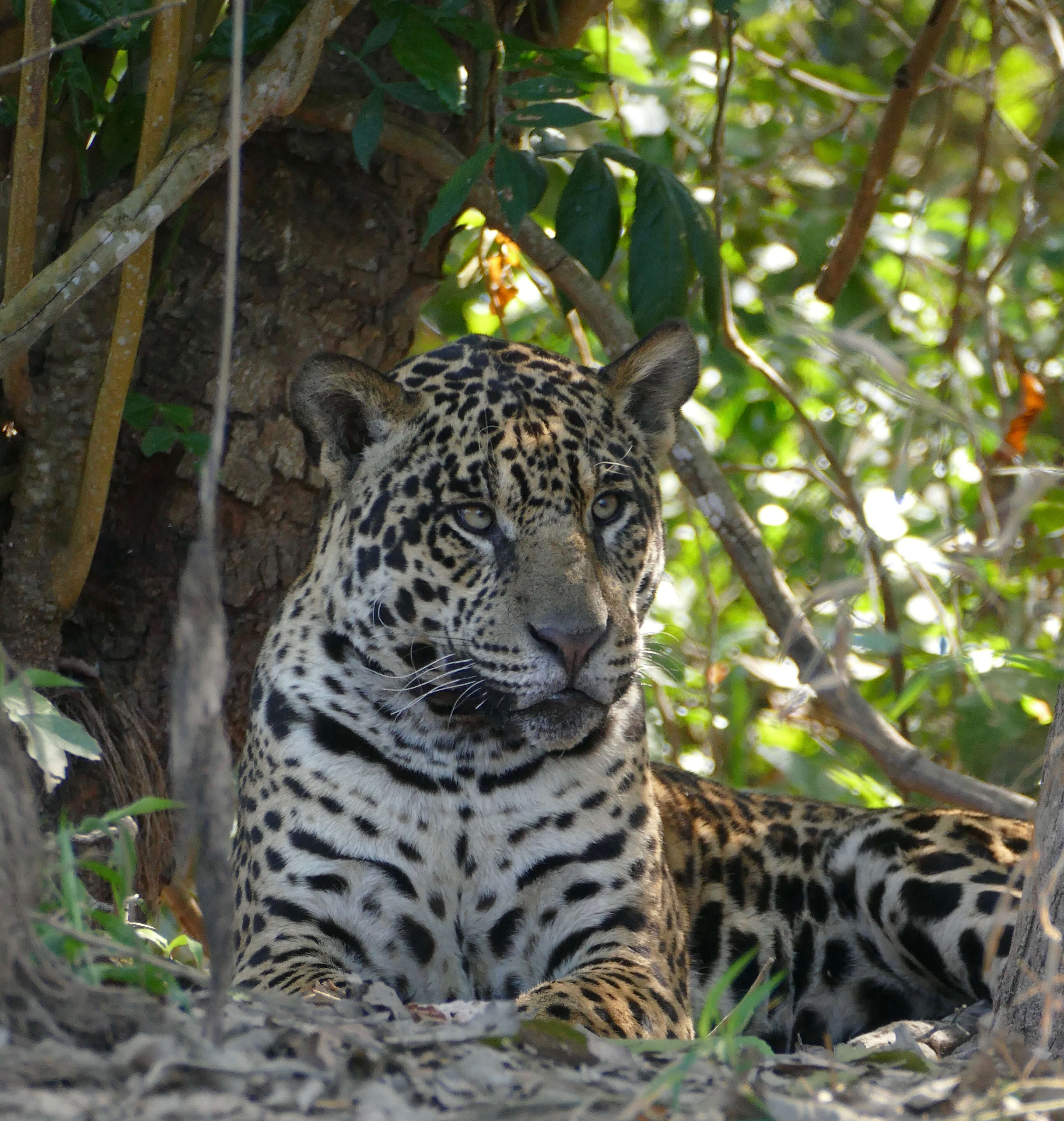 Image of Jaguar