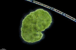 Microcystis botrys的圖片