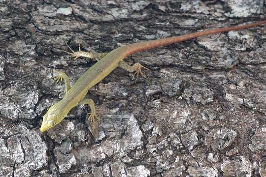 Image of Fiji Green Emo Skink