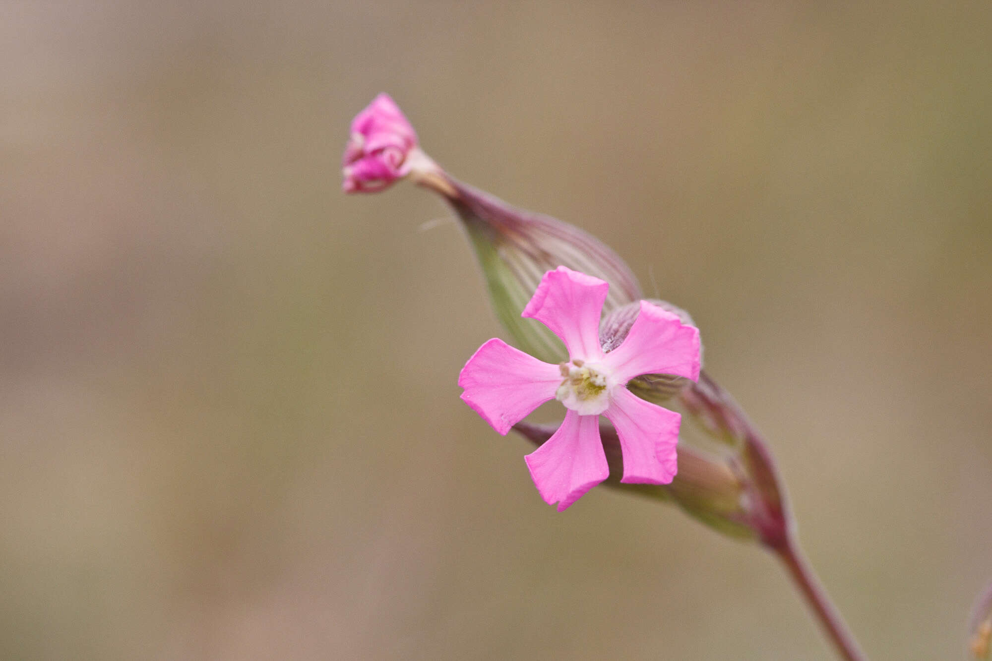 Image of striped corn catchfly