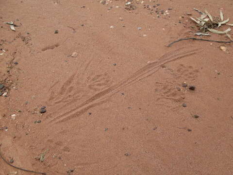 Image of Lace Monitor