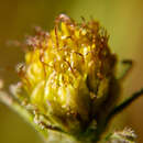 Image of Bidens frondosa