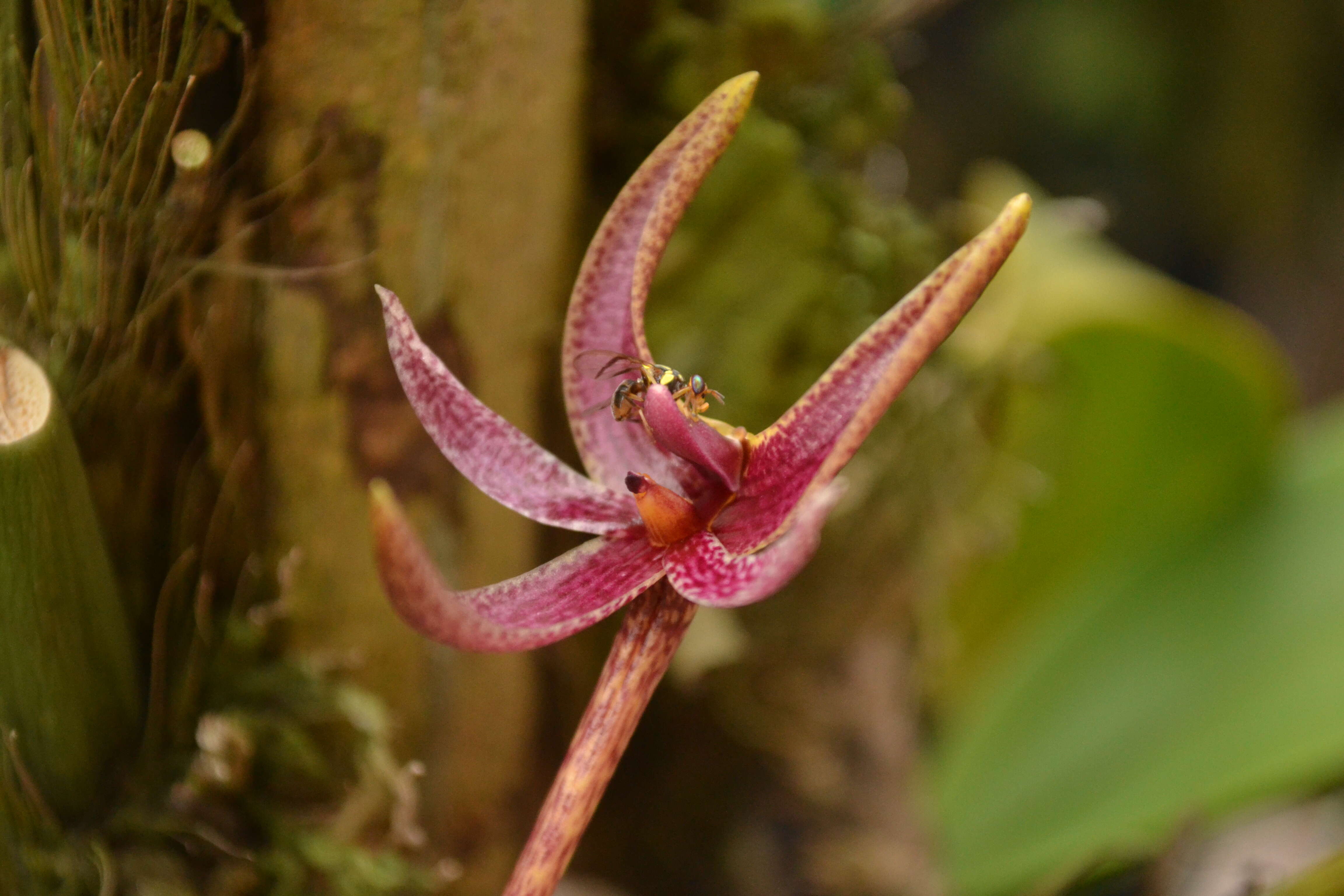 Imagem de Bulbophyllum patens King ex Hook. fil.
