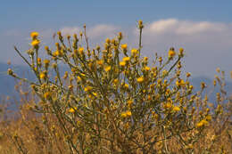 Image of knapweed