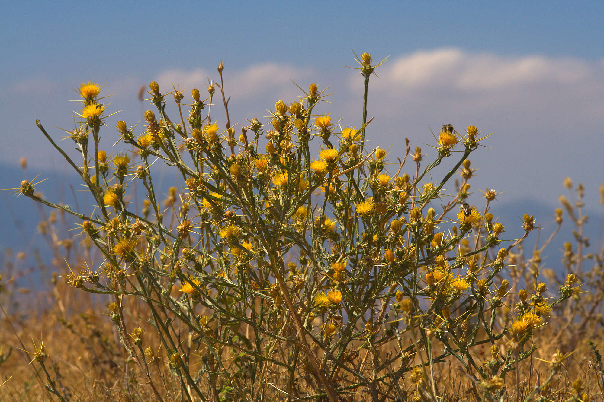 Image of knapweed