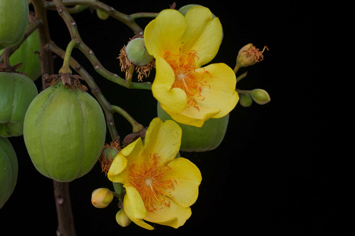 Image of cochlospermum