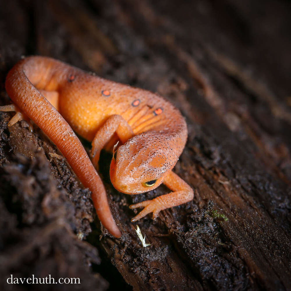 Image of Notophthalmus viridescens viridescens