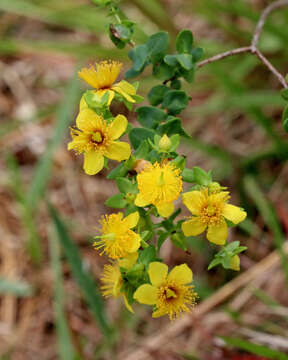 Image of Myrtle-Leaf St. John's-Wort