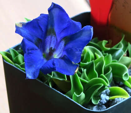 Image of Stemless Gentian