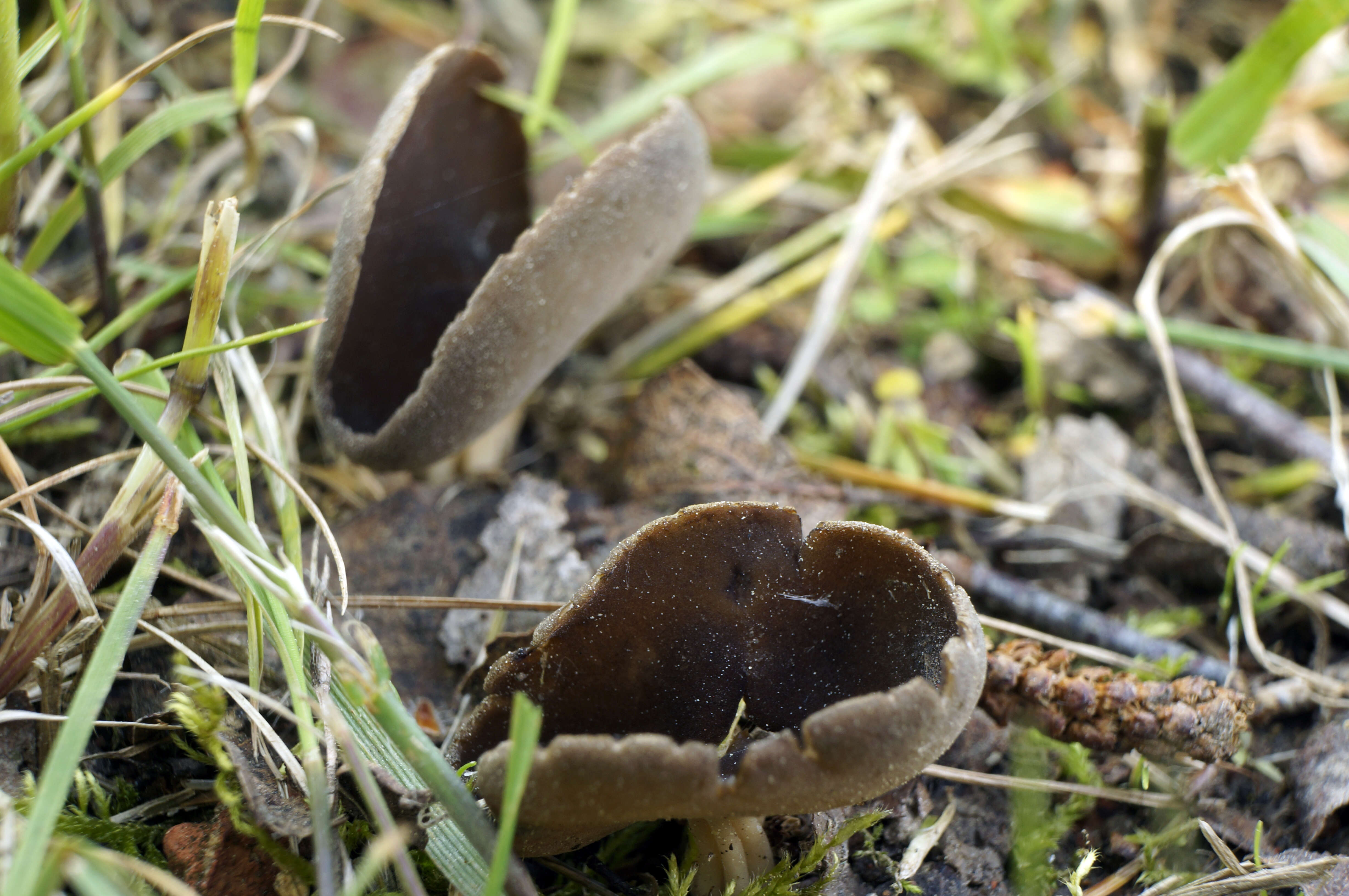 Image of cup fungi