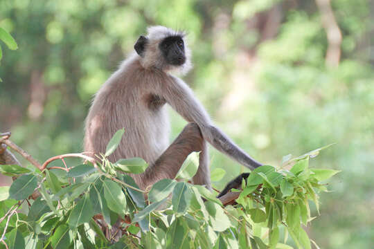 صورة Semnopithecus entellus (Dufresne 1797)