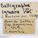 Image of Calligrapha ignara