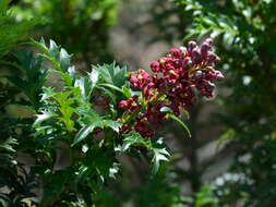 Image of Lomatia tasmanica W. M. Curtis