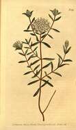 Image of Pimelea linifolia Sm.