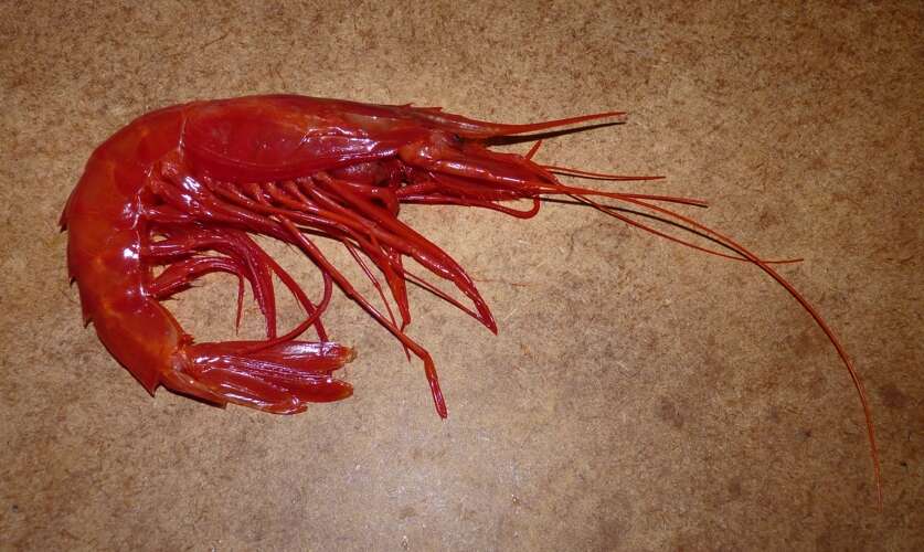 Image of aristeid shrimp