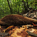 Sivun Bactris glandulosa var. baileyana (H. E. Moore) de Nevers kuva