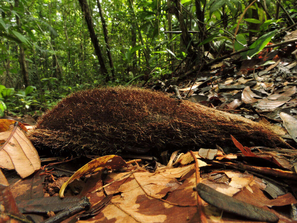 Image de Bactris glandulosa Oerst.