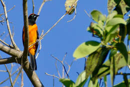 Image de Oriole à dos orange