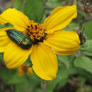 Image of Acmaeodera resplendens Van Dyke 1937