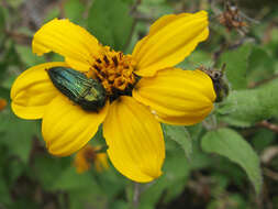 Imagem de Acmaeodera resplendens Van Dyke 1937