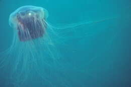 Image of Lion's Mane Jellyfish