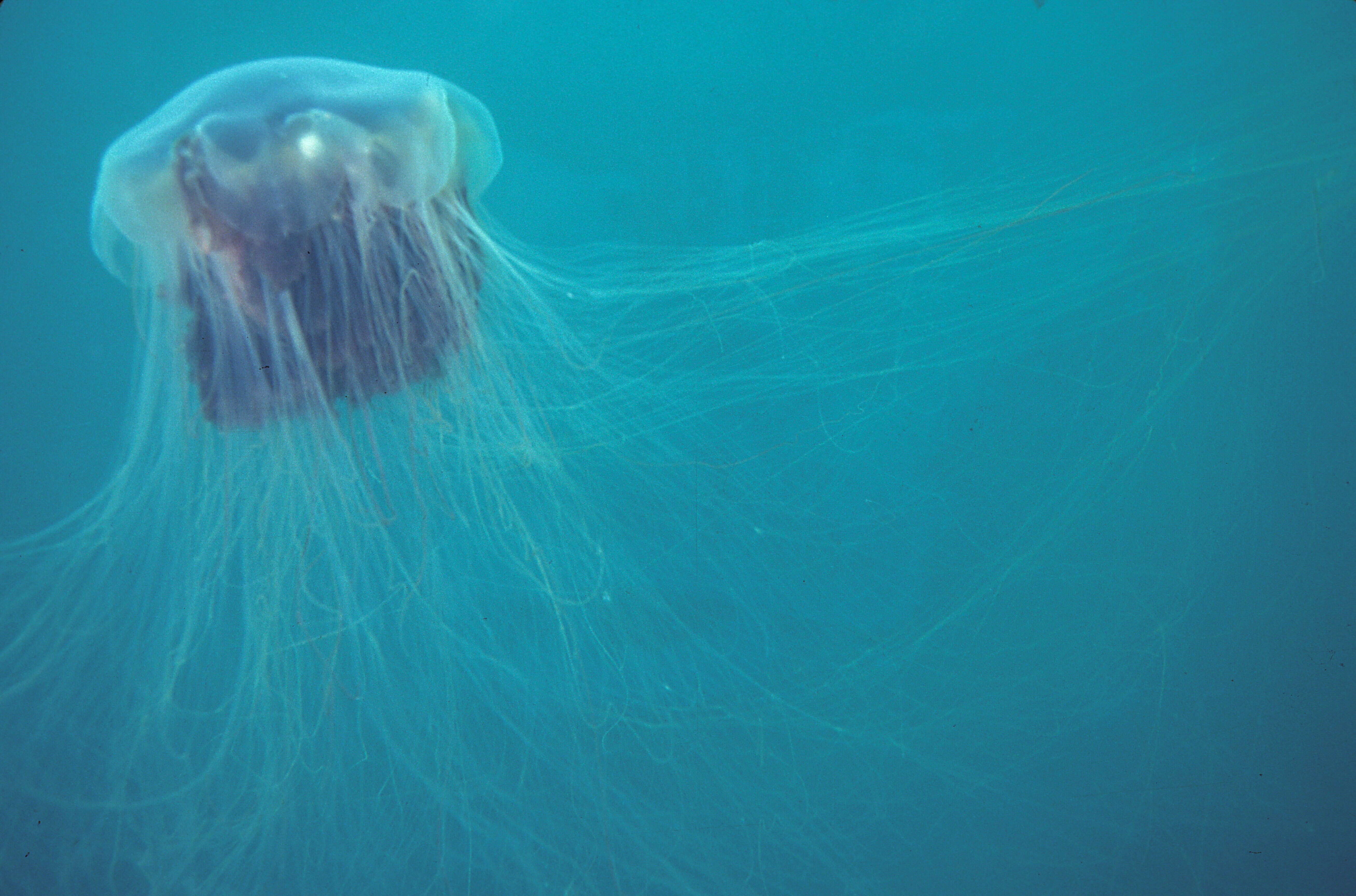 Image of Lion's Mane Jellyfish