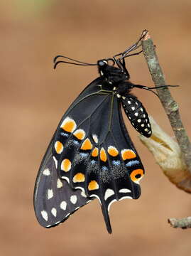 Image of Black Swallowtail