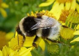 Image of Bumblebees