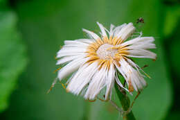 Image of coltsfoot