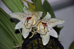 Image of Stanhopea martiana Bateman ex Lindl.