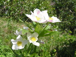 Image of Snowdrop Anemone