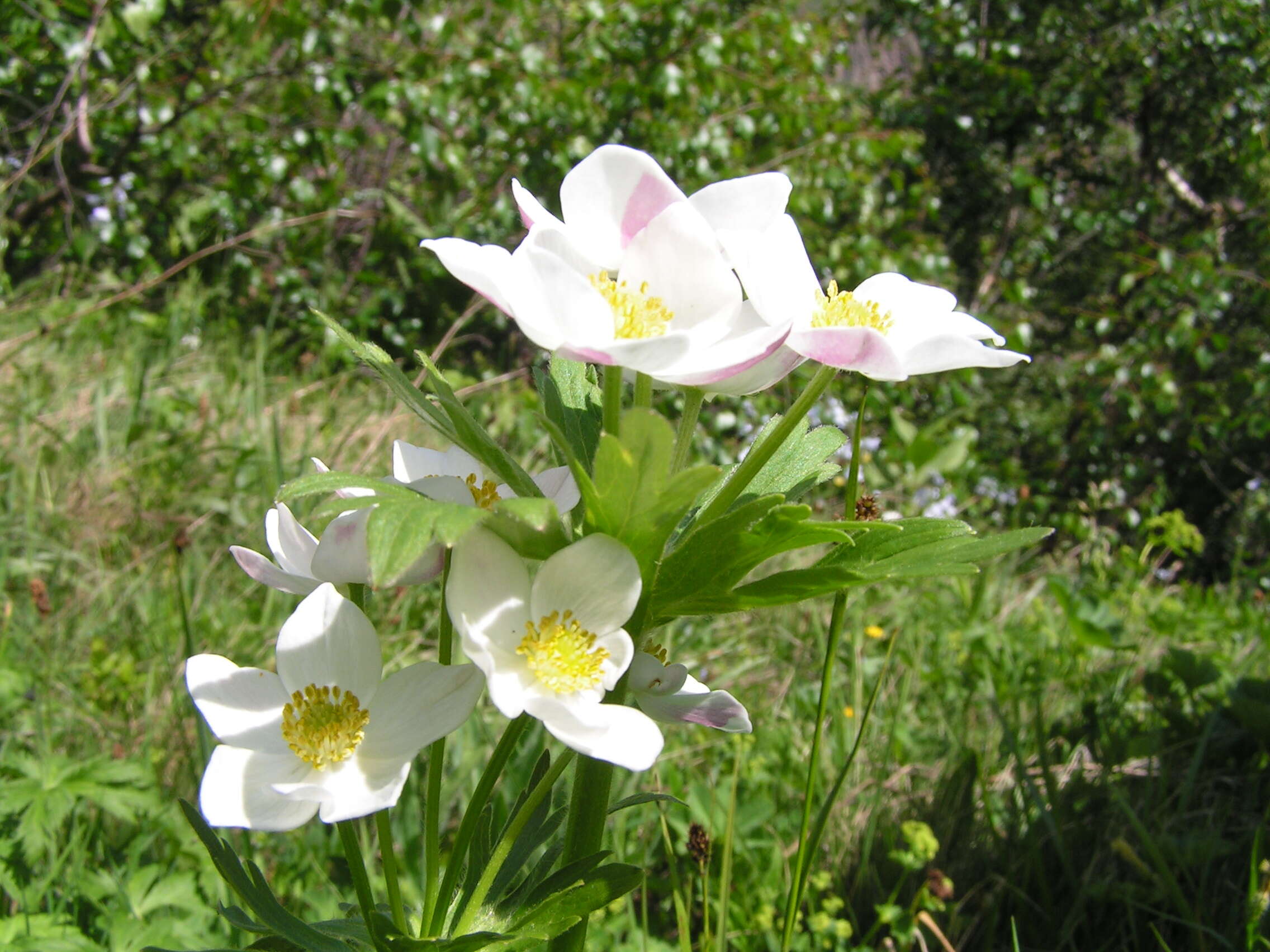 Plancia ëd Anemone sylvestris L.