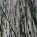 Image of Slate-colored Seedeater