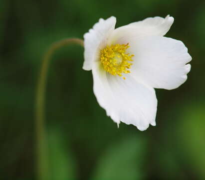 Image of Snowdrop Anemone