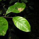 صورة Eschweilera integrifolia (Ruiz & Pav. ex Miers) R. Knuth