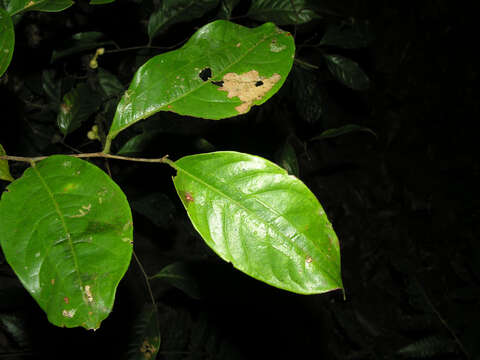 صورة Eschweilera integrifolia (Ruiz & Pav. ex Miers) R. Knuth