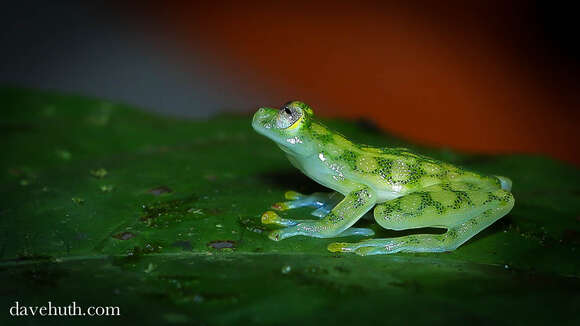 Image of Glass Frogs