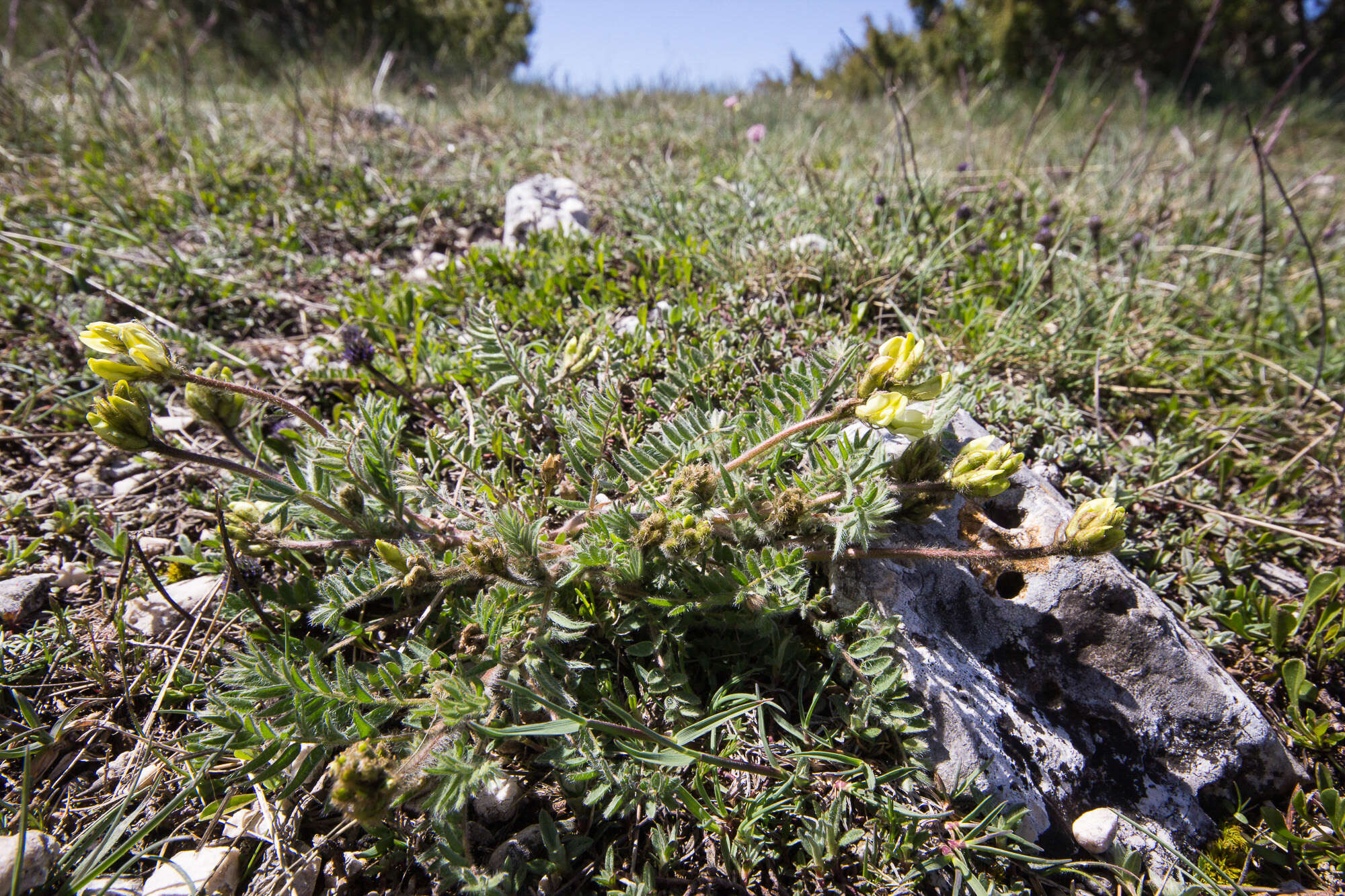 Слика од Oxytropis campestris (L.) DC.