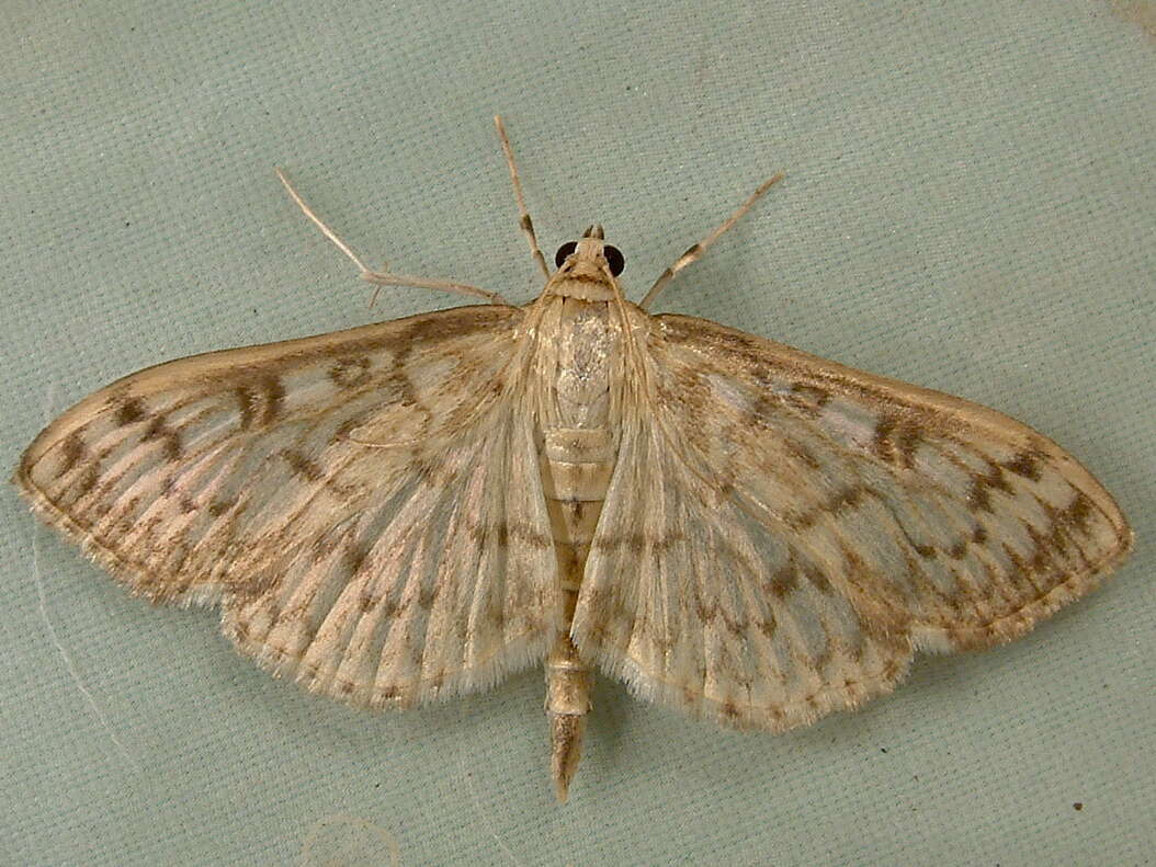 Image de Herpetogramma pertextalis Lederer 1863